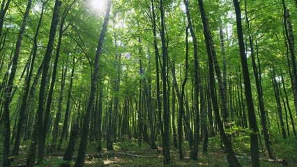 Obraz premium Trees growing in the forest. Beautiful woodland scenery in amazing colours of fall season. Time lapse.