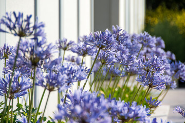 Naklejka premium Vibrant Agapanthus Flowers Blooming Near White Fence, Summertime Garden Scene, Bright Daylight, Floral Beauty in Abundance, Ideal for Backgrounds and Floral Themes
