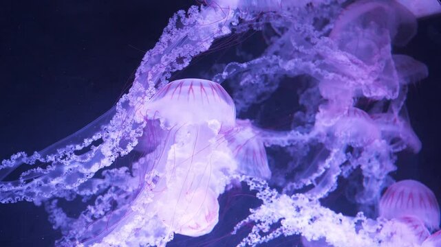 Couple of beautiful jellyfishes rise to surface of ocean. Medusas swims underwater, beautiful Slow Motion video