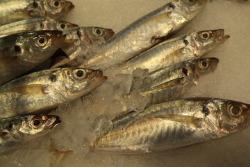 fresh fish for selling in the market design for healthy life