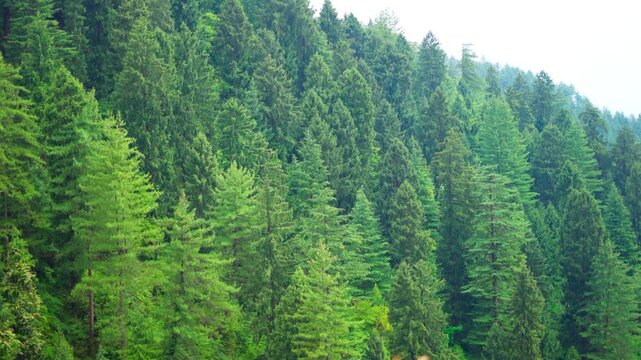 4K Full frame shot of Pine Trees on the top of the mountains at Manali in Himachal Pradesh, India. Pine trees growing on the Himalayan peaks in Pir Panjal Range. Natural forest in the mountains.
