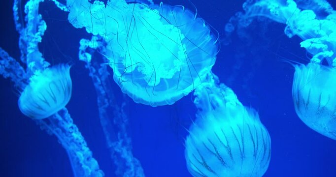 Medusas swims underwater. Beautiful jellyfishes in ocean. Cinema 4K Slow Motion video