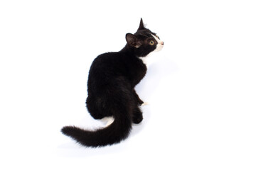 Black and white kitten sitting on white background. Isolated image.