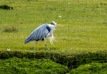 Grey heron in the grass with feathers blowing in the wind