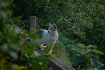 stray cat on a wall