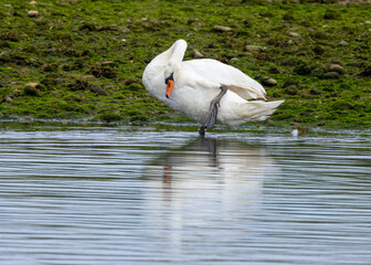 Beautiful swan preening feathers at the side of the river with natural reflection