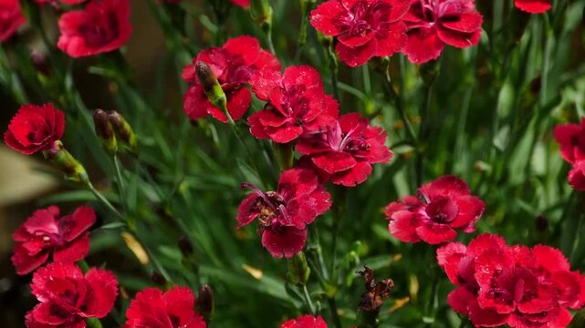 red carnation flowers on green, floral background