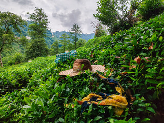 person in the garden
