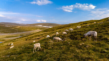 Obraz premium A herd of reindeer grazes on a green hillside in Norway, under a clear blue sky with fluffy white clouds. North Cape, Nordkapp, Norway