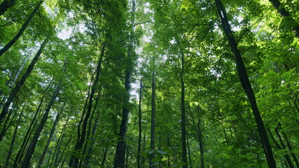 Transition from summer to early autumn season. Large branches growing in dense forest. Time lapse.