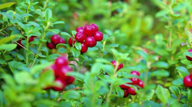 Lingonberries collected with berry picker