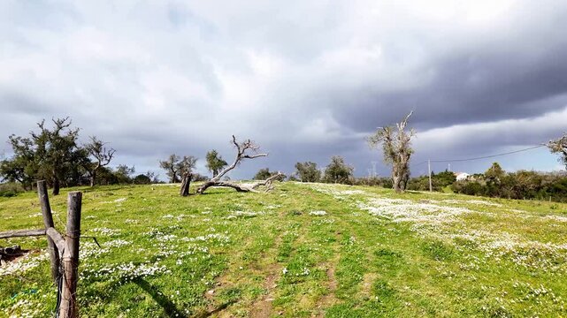 Portugal, Alentejo Region. Cork oak tree, Quercus suber, surrounded by wild chamomiles, Matricaria chamomilla at Santiago do Cacem