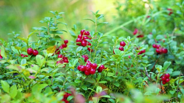 Lingonberries collected with berry picker