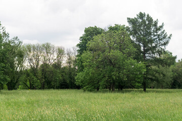 Obraz premium summer natural landscape with green meadow, trees and cloudy sky in the background