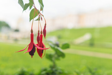 Fuchsia flower on the background of the park. Selective focus.