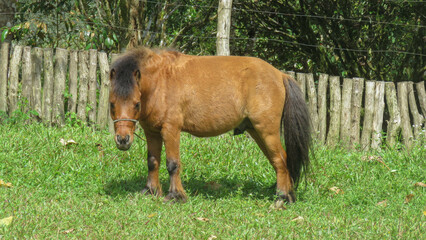 poney, horse and foal