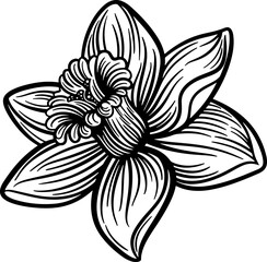 Obraz premium daffodil