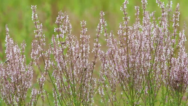 Hairless catmint plant with flowers on a meadow in summer, Nepeta nuda
