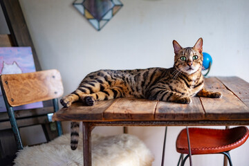 机の上で横になるベンガル猫