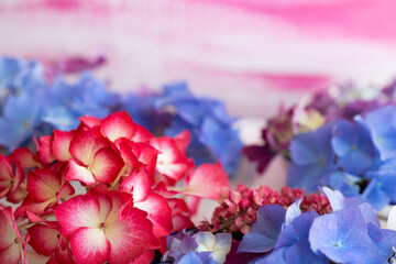 Wunderschöne rote und blaue Hortensien Blüten vor pinkfarbenen Hintergrund