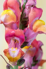 Makroaufnahme, Blüten eines Löwenmäulchens in rosa und gelb