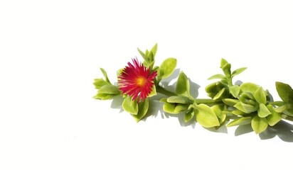 the red flower of the plant Aptenia cordifolia isolated on white background