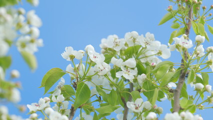 White pear blossom blooming in a garden. Pear tree in spring season. Close up.