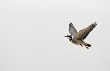 Fototapeta premium flying bird in front of white background