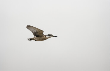 Fototapeta premium flying bird in front of white background