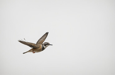 Fototapeta premium flying bird in front of white background