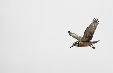 Fototapeta premium flying bird in front of white background