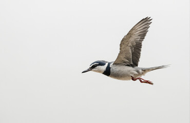 Obraz premium flying bird in front of white background