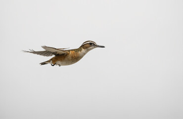 Fototapeta premium flying bird in front of white background
