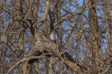kwiczoł wiosna drzewo obserwacja birdwatching