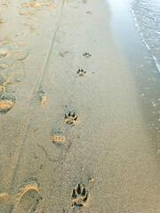 Dog’s footprint on the beach. Dog paw prints on the sand. loneliness concept, footprints in the sand of a beach near the ocean