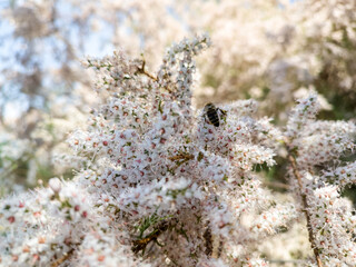 on the white colored flower, on the plant, the bee has landed and is collecting pollen to make honey. Flying honey bee collecting pollen at yellow flower blur background. Summer and spring backgrounds