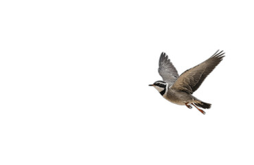 Fototapeta premium flying bird in front of transparent background