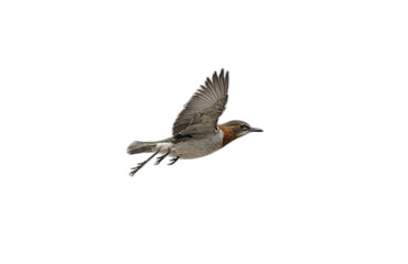 Fototapeta premium flying bird in front of transparent background