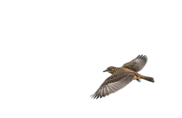 flying bird in front of transparent background © Ken