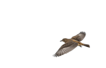 flying bird in front of transparent background