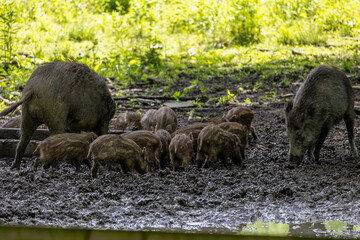 Wild boars in the forest, streams with young animals, wild boars