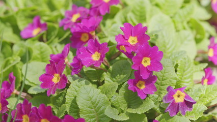 Spring flowers of primula juliae or julias primrose or purple primrose in the spring garden.