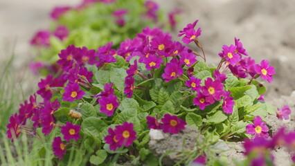 Fototapeta premium Purple primrose with a yellow center. Primula juliae syn. Pruhoniciana.