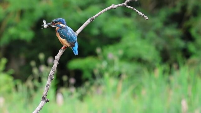 kingfisher on the branch, Male Kingfisher dives, diving into the pond from the branch to catch a fish. Kingfisher returns with a fish in its mouth and swallows it 