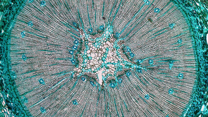 plant micrograph background