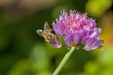 a western honey bee in a cup of purple flower of chives for blurred dark background