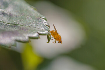 close-up of a yellow fruit fly sitting on a green leaf in front of a blurred bright background