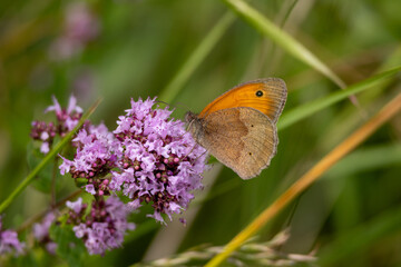 A butterfly is sitting on a purple flower