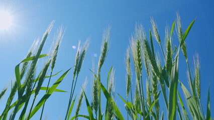 Fototapeta premium Beautiful blue sky. Harvesting at farm in autumn. Low anlgle view. Harvesting green wheat. Wind sways thick barley in a field.