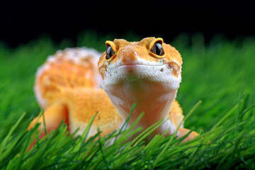 leopard gecko on the grass